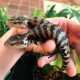 Blue Tongue Skinks - Indonesian