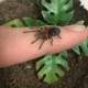Grammostola pulchra (Brazilian Black Tarantula)