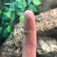 Brachypelma boehmei (Mexican Fireleg Tarantula)