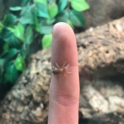 Brachypelma boehmei (Mexican Fireleg Tarantula)