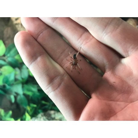 Bumba cabocla (Brazilian Redhead Tarantula) (Slings)