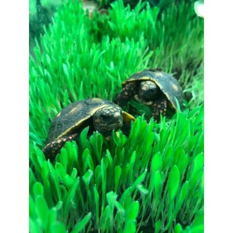 Red-footed Tortoise (Babies)