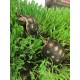 Red-footed Tortoise (Babies)