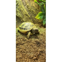 Hermann's Tortoises (Babies)