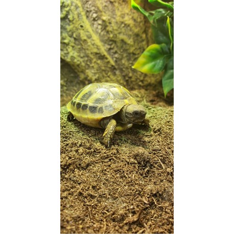 Hermann's Tortoises (Babies)