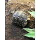 Leopard Tortoises (Babies)