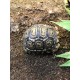 Leopard Tortoises (Babies)