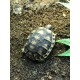 Leopard Tortoises (Babies)