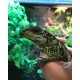 Weber's Sailfin Lizards (Babies)