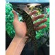 Weber's Sailfin Lizards (Babies)