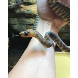 Woma Python (Juvenile Female)