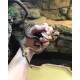 Woma Python (Juvenile Female)