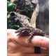 Gargoyle Geckos (Babies)