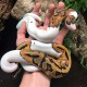 Piebald Ball Pythons (Babies)