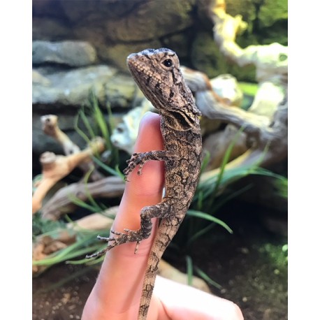 Frilled Lizards