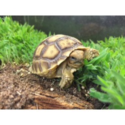 african tortoise baby