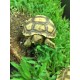 Sulcata Tortoise (Juvenile)