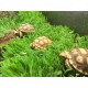 Sulcata Tortoise (Juvenile)