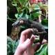 Giant Leaf Tail Gecko (Uroplatus fimbriatus)