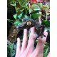 Giant Leaf Tail Gecko (Uroplatus fimbriatus)