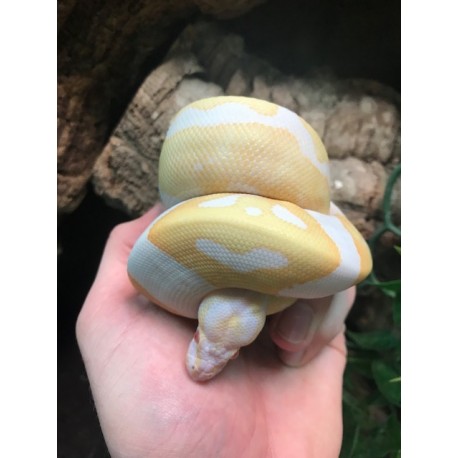 Albino Pied Ball Pythons (Babies)