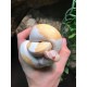 Albino Pied Ball Pythons (Babies)