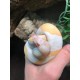 Albino Pied Ball Pythons (Babies)