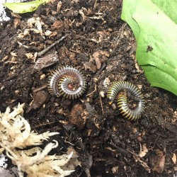 Bumblebee Millipedes