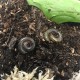 Bumblebee Millipedes