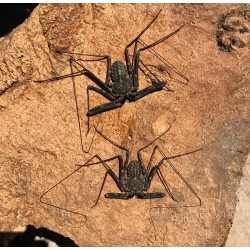 Tailless Whip Scorpions (Damon diadema)