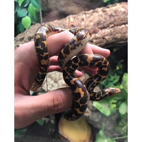 Kenyan Sand Boas (Babies)