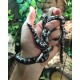 Anery Kenyan Sand Boa (Babies)