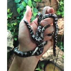 Anery Kenyan Sand Boa (Babies)