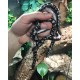 Anery Kenyan Sand Boa (Babies)