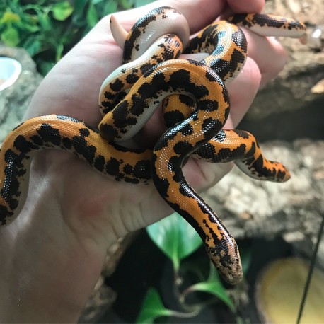 Kenyan Sand Boa -Flame (Yearlings)