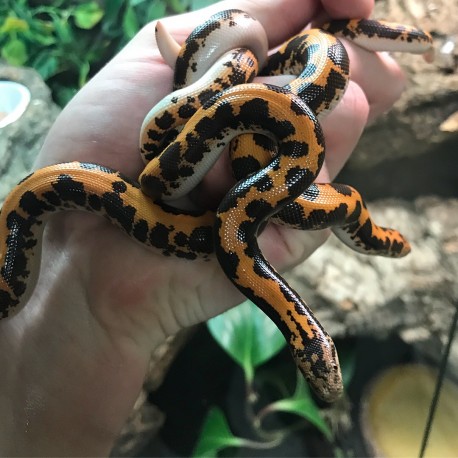 Kenyan Sand Boa -Flame (Yearlings)