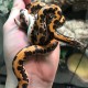 Kenyan Sand Boa -Flame (Yearlings)