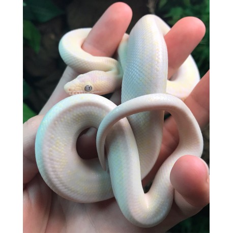 Colombian Rainbow Boas - Leucistic (Babies)