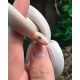 Colombian Rainbow Boas - Leucistic (Babies)