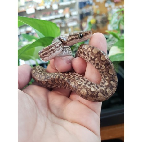 Colombian Rainbow Boas (Babies)