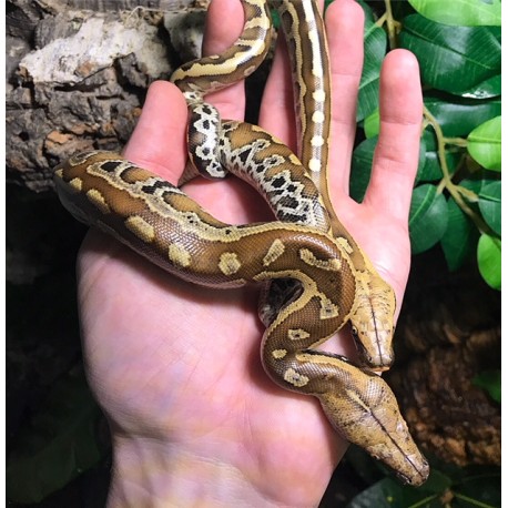 Red Blood Pythons (Babies)