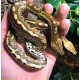 Red Blood Pythons (Babies)
