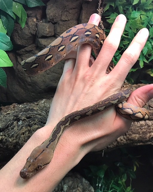 Baby Reticulated Python