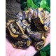 Ball Python