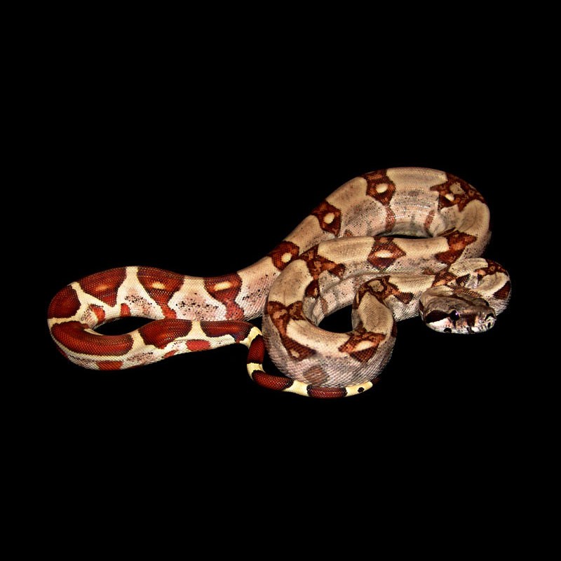 Colombian Red Tail Boas (Boa constrictor imperator)