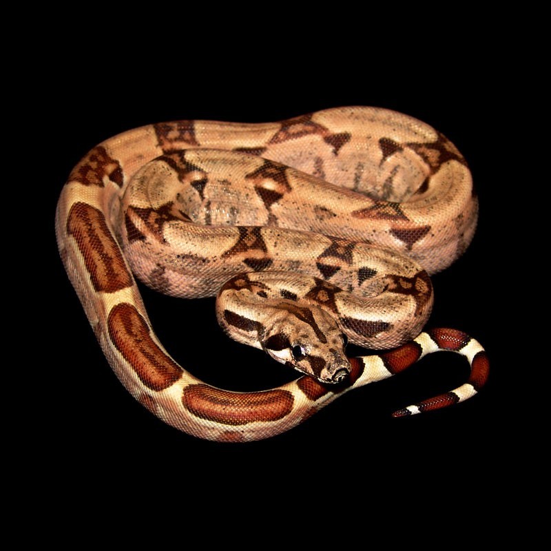 Colombian Red Tail Boas - Hypo.