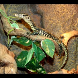 Water Monitors (Varanus salvator)