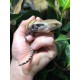 Blue Tongue Skinks - Merauke (Babies)