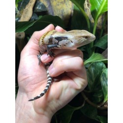 Blue Tongue Skinks - Merauke (Babies)