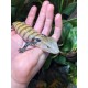 Blue Tongue Skinks - Merauke (Babies)